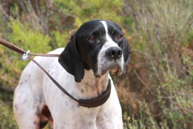 Los perros de caza no pueden hacer ejercicio por el Covid-19