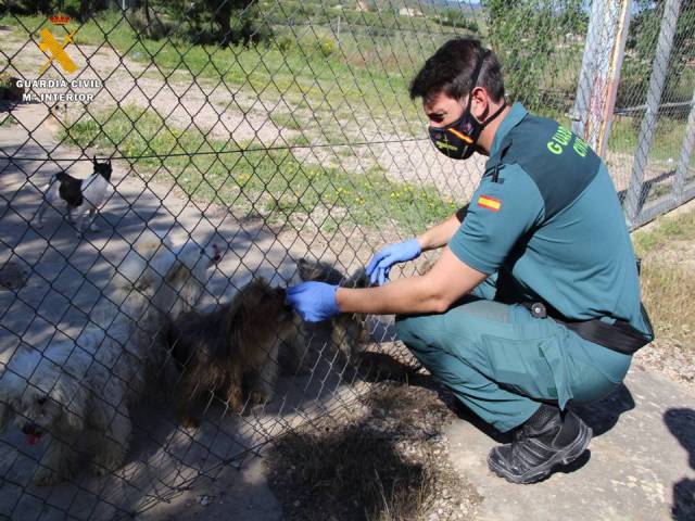 500 perros han sido rescatados por el SEPRONA