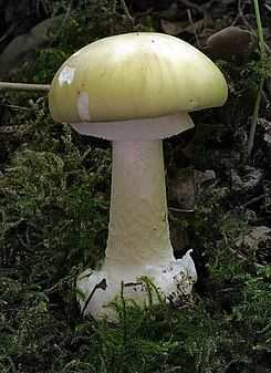 amanita phalloides, venenosa