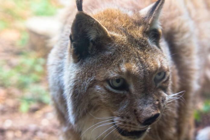 Proposición no de Ley para evitar las muertes de linces ibéricos y otros animales en las carreteras