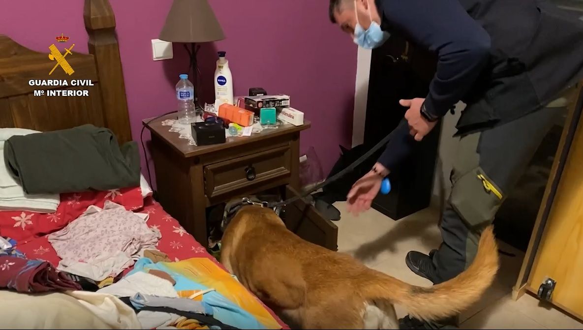 Un perro de la unidad canina de la Guardia Civil busca drogas y dinero