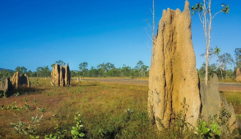 Nido de termitas gigante en Australia