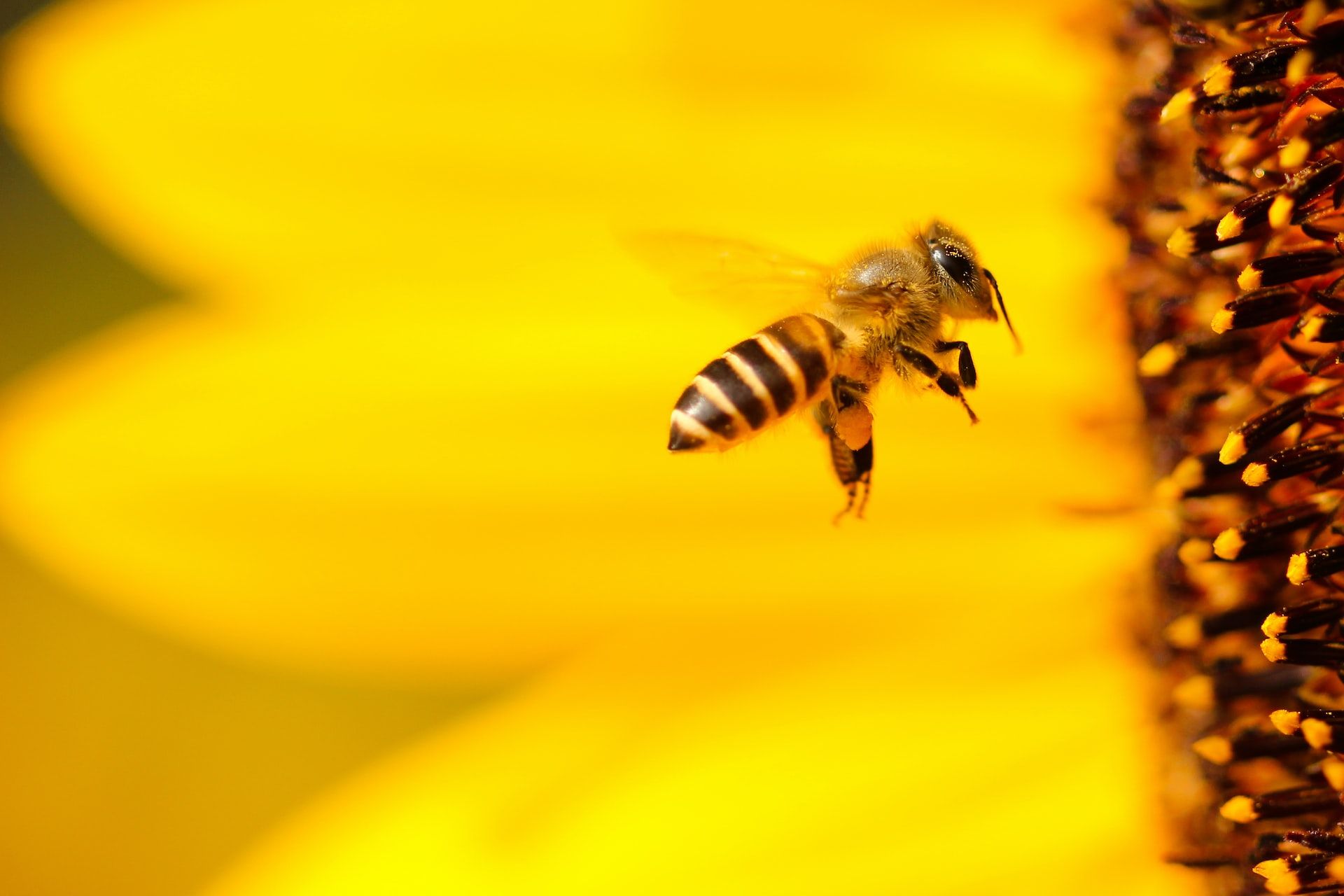 abejas robot