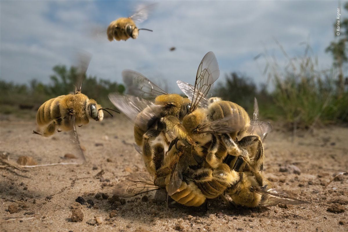 fotografia abejas