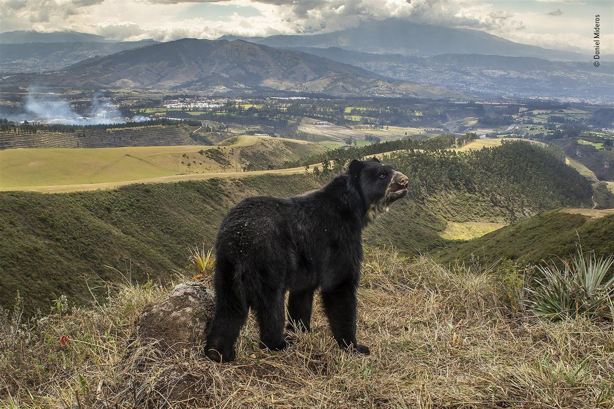 fotografia oso