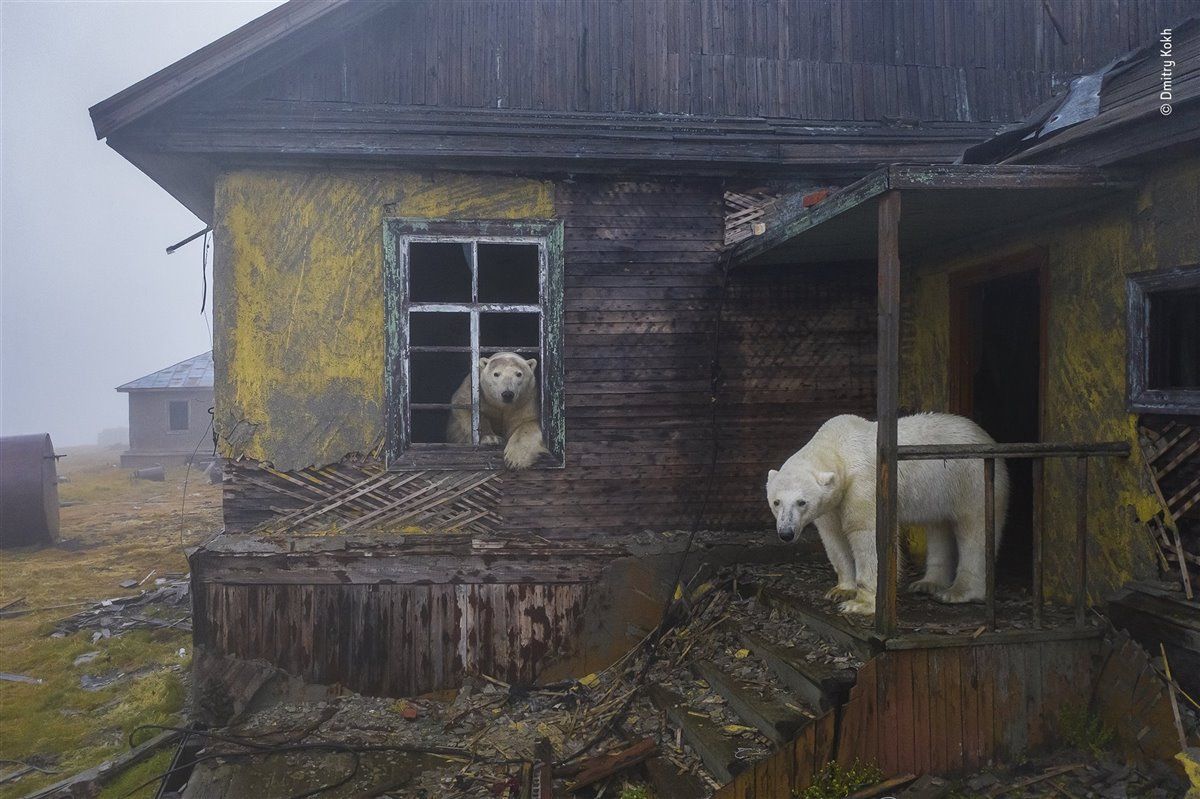 fotografia osos polares