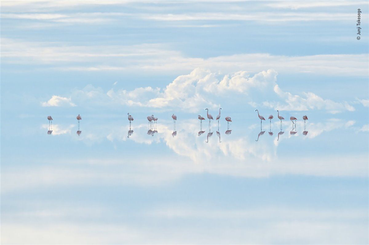 fotografia flamencos