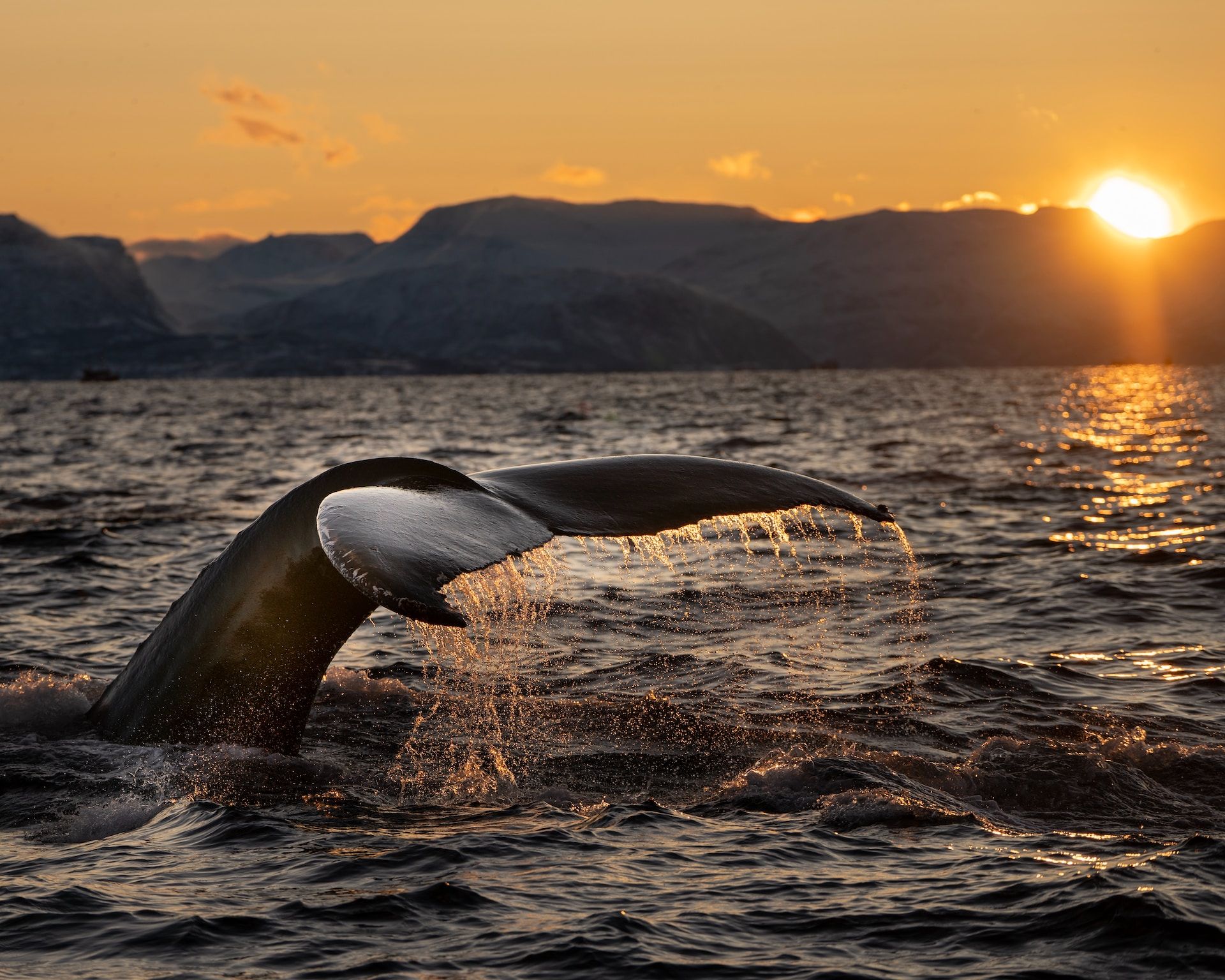 ballena surcando los mares