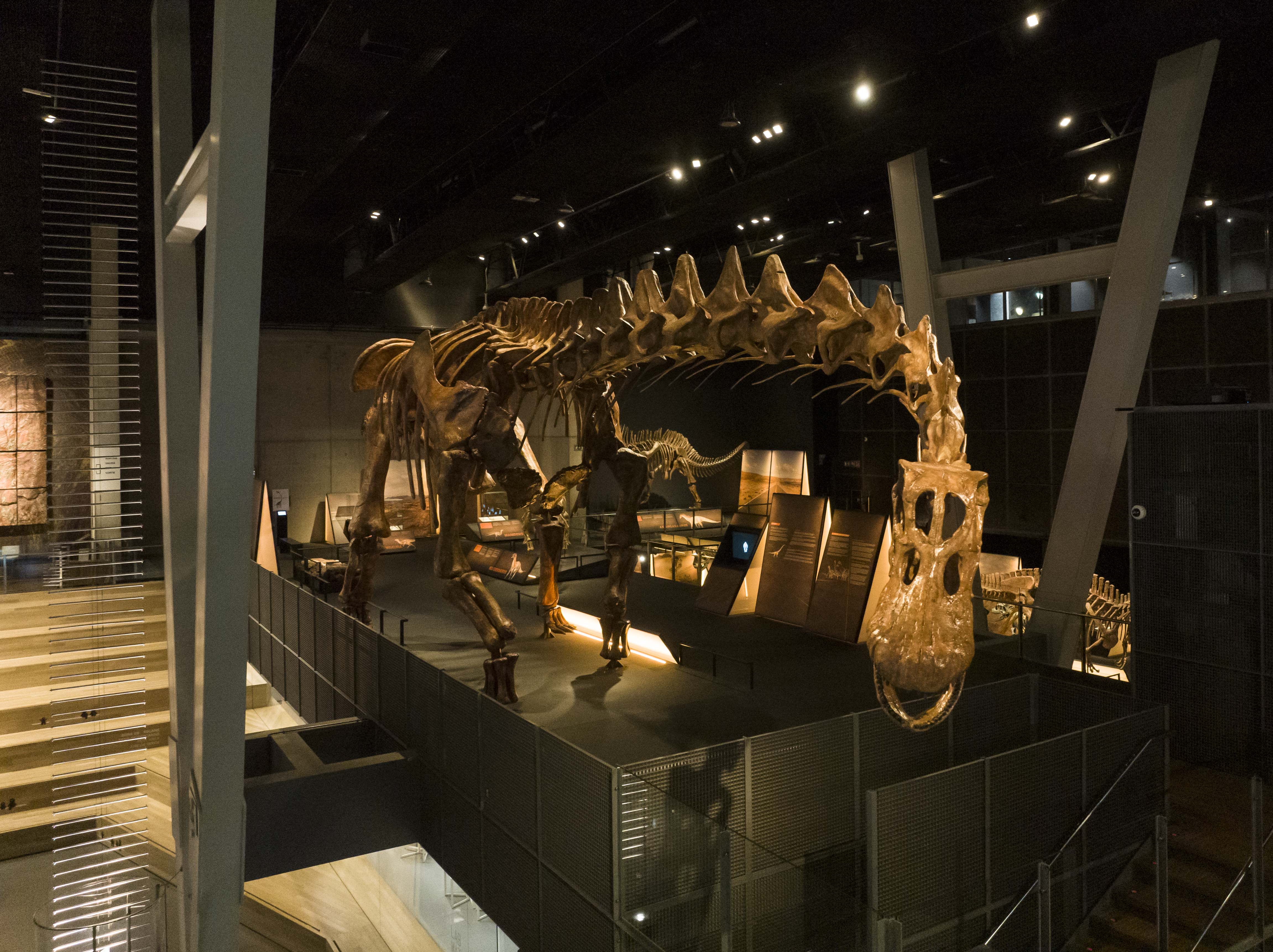 El Patagotitan mayorum medía 38 metros de largo y pesaba 77 toneladas. El Patagotitan mayorum medía 38 metros de largo y pesaba 77 toneladas.