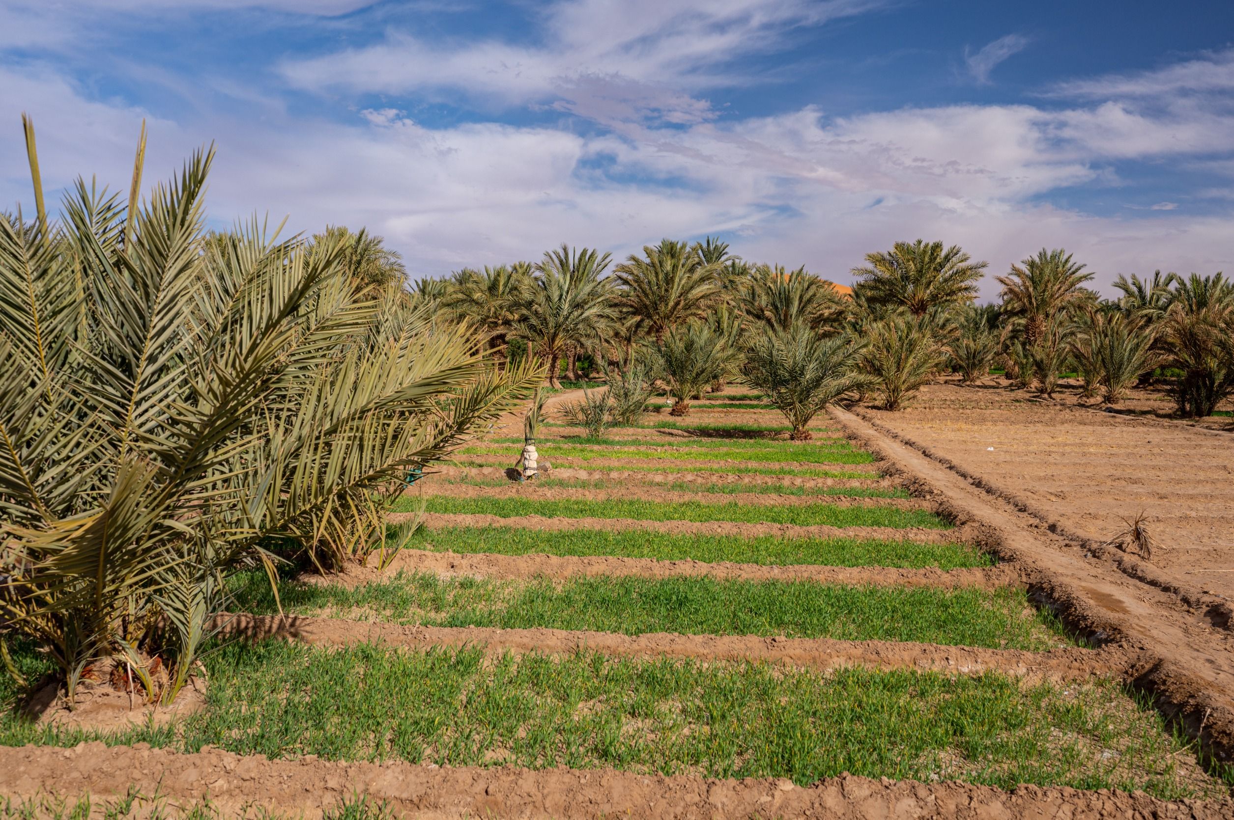 Agricultura en un oasis en el desierto del Sáhara.