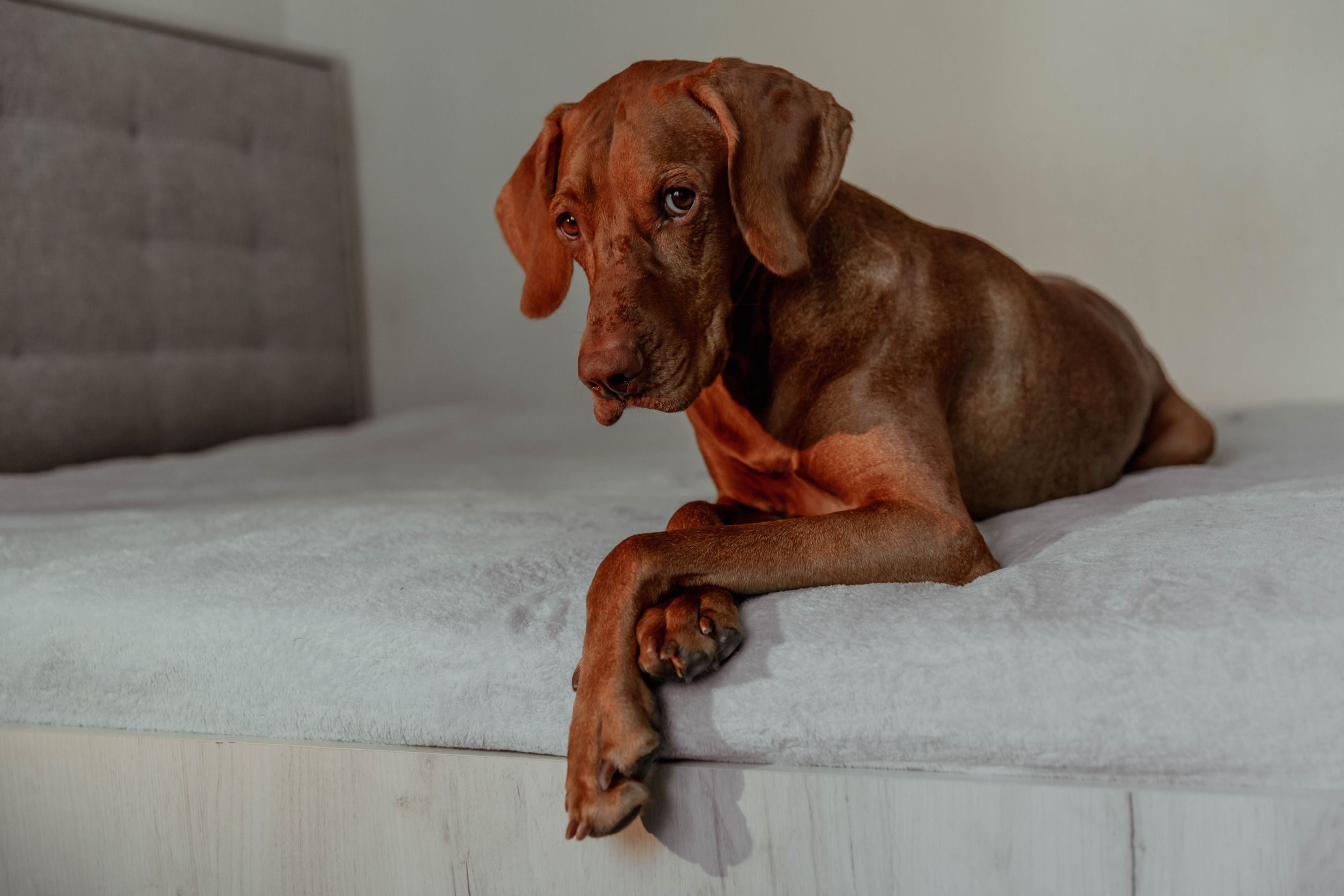 Las alarmas para piso de Yoigo están diseñadas para evitar falsas alarmas causadas por mascotas. 